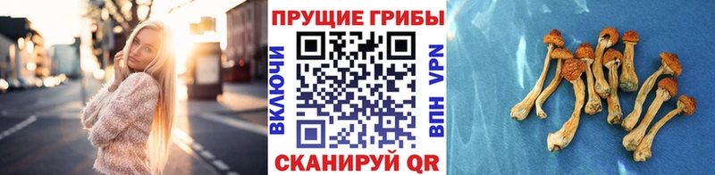как найти закладки  Когалым  Галлюциногенные грибы GOLDEN TEACHER 